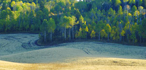 Grouse Creek trees 79
